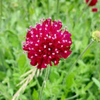 Knautia macedonica 'Mars Midget' Witwenblume