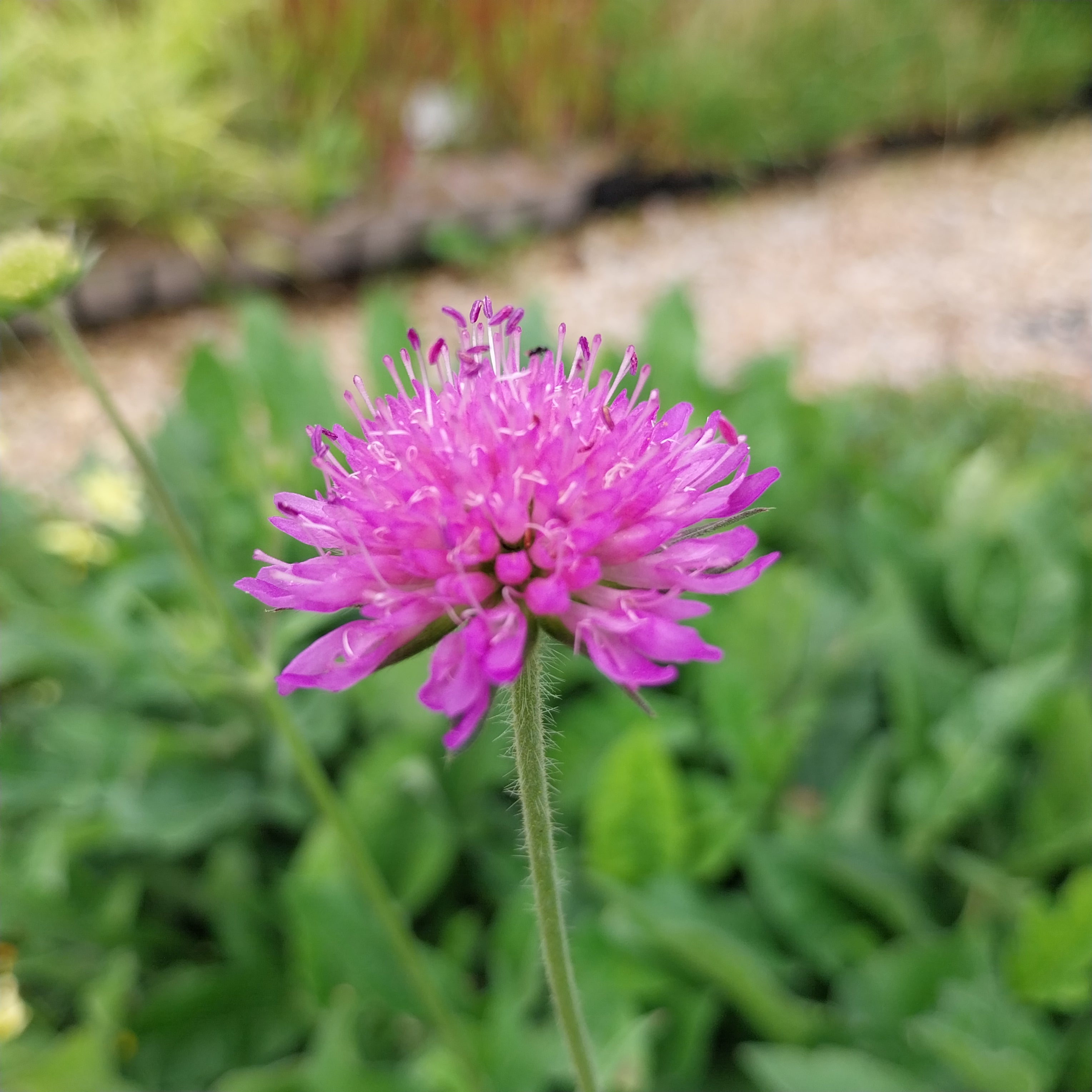 Knautia macedonica 'Melton Pastels' Witwenblume