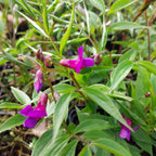 Lathyrus vernus Frühlings-Platterbse in Blüte