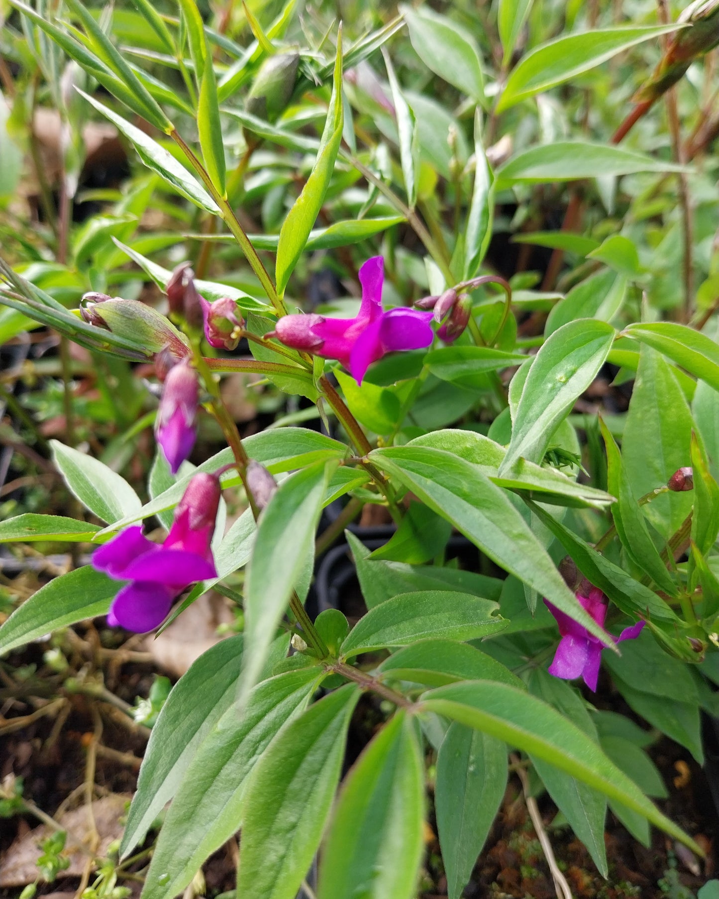 Lathyrus vernus Frühlings-Platterbse in Blüte