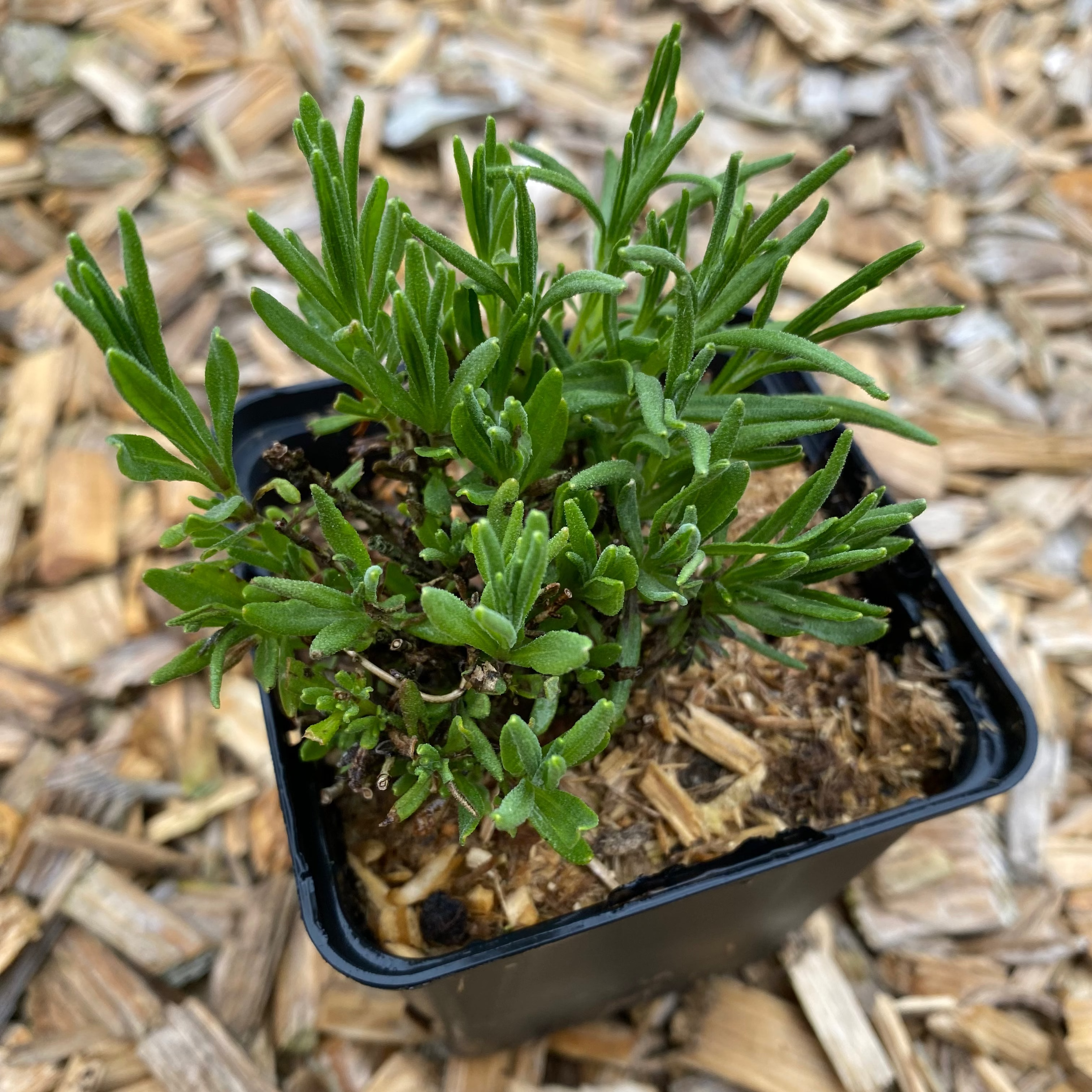 Lavendel Hidcote Superior