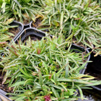 Lychnis alpina – Alpen-Lichtnelke im Topf