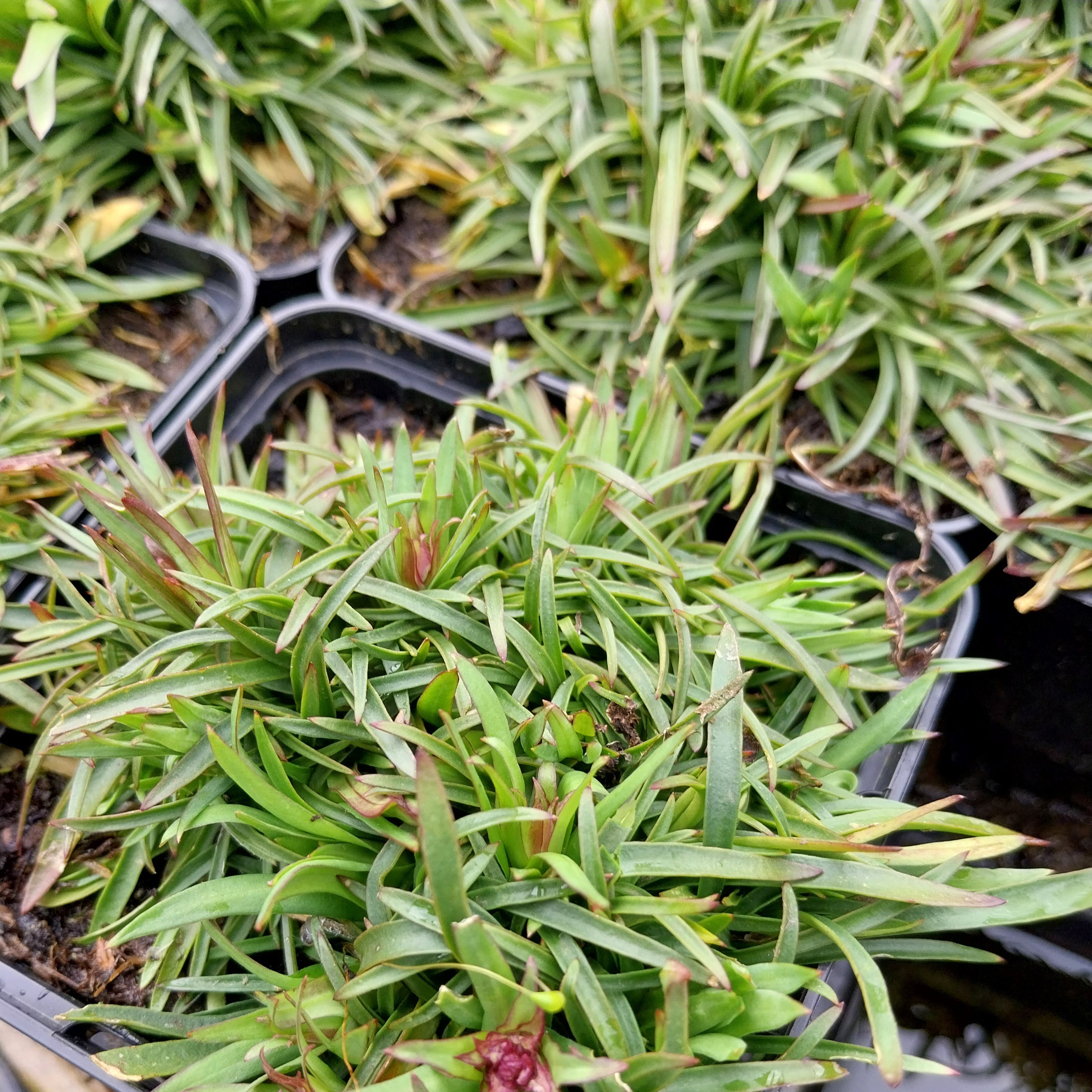 Lychnis alpina – Alpen-Lichtnelke im Topf