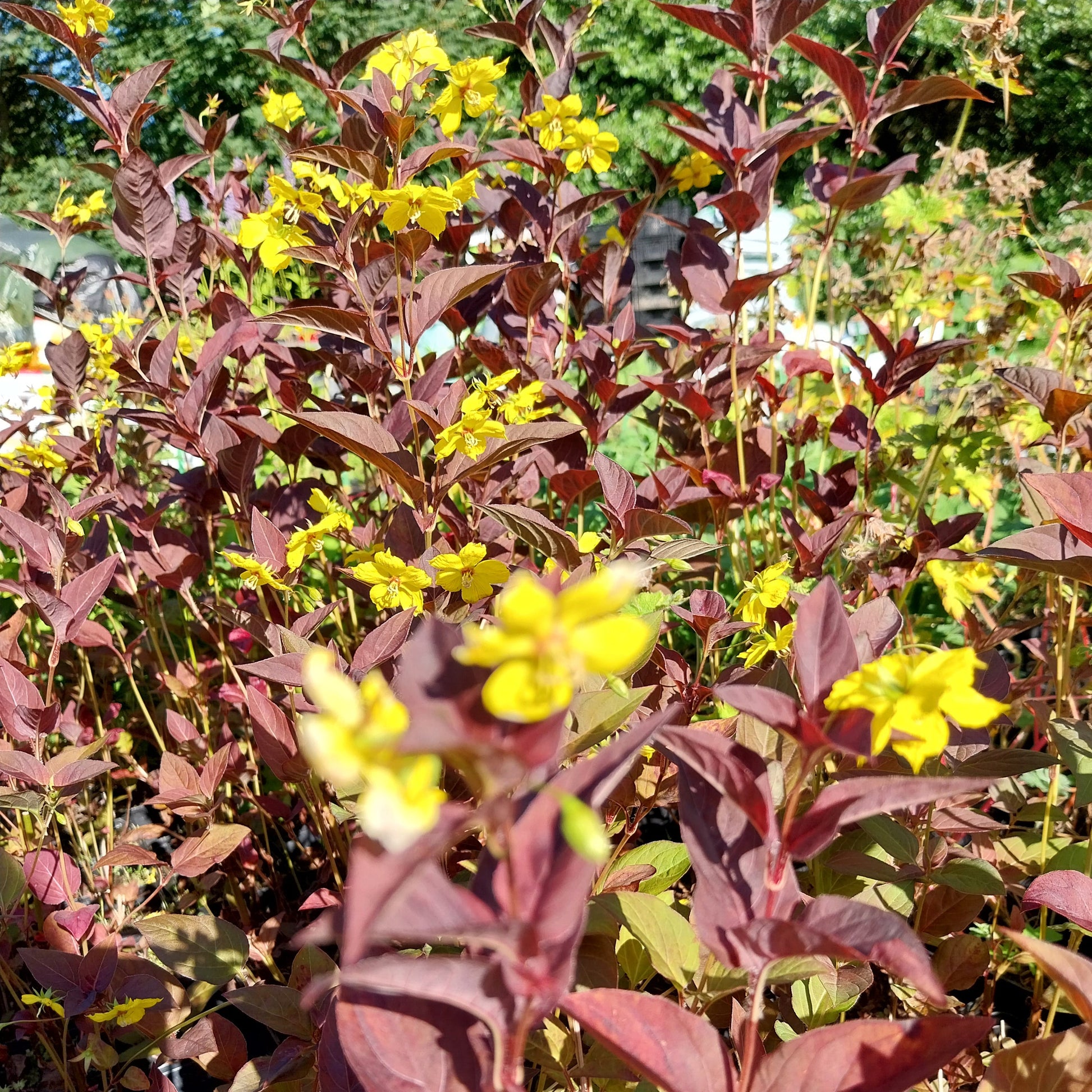 Lysimachia ciliata 'Firecracker' Bronzeblatt-Felberich
