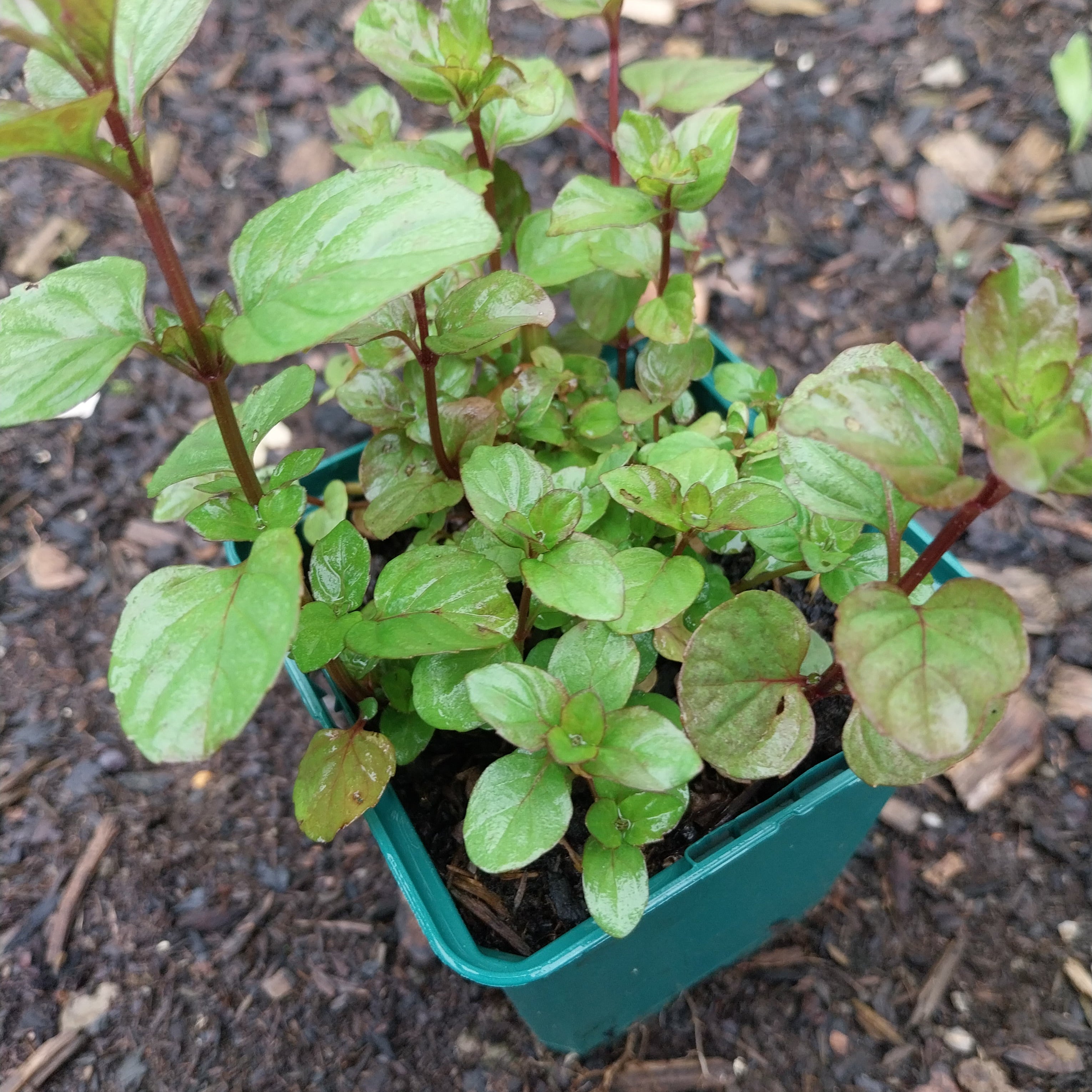 Mentha suaveolens Wohlriechende Minze