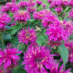 Monarda fistulosa 'Bee-You® Bee Free' Indianernessel