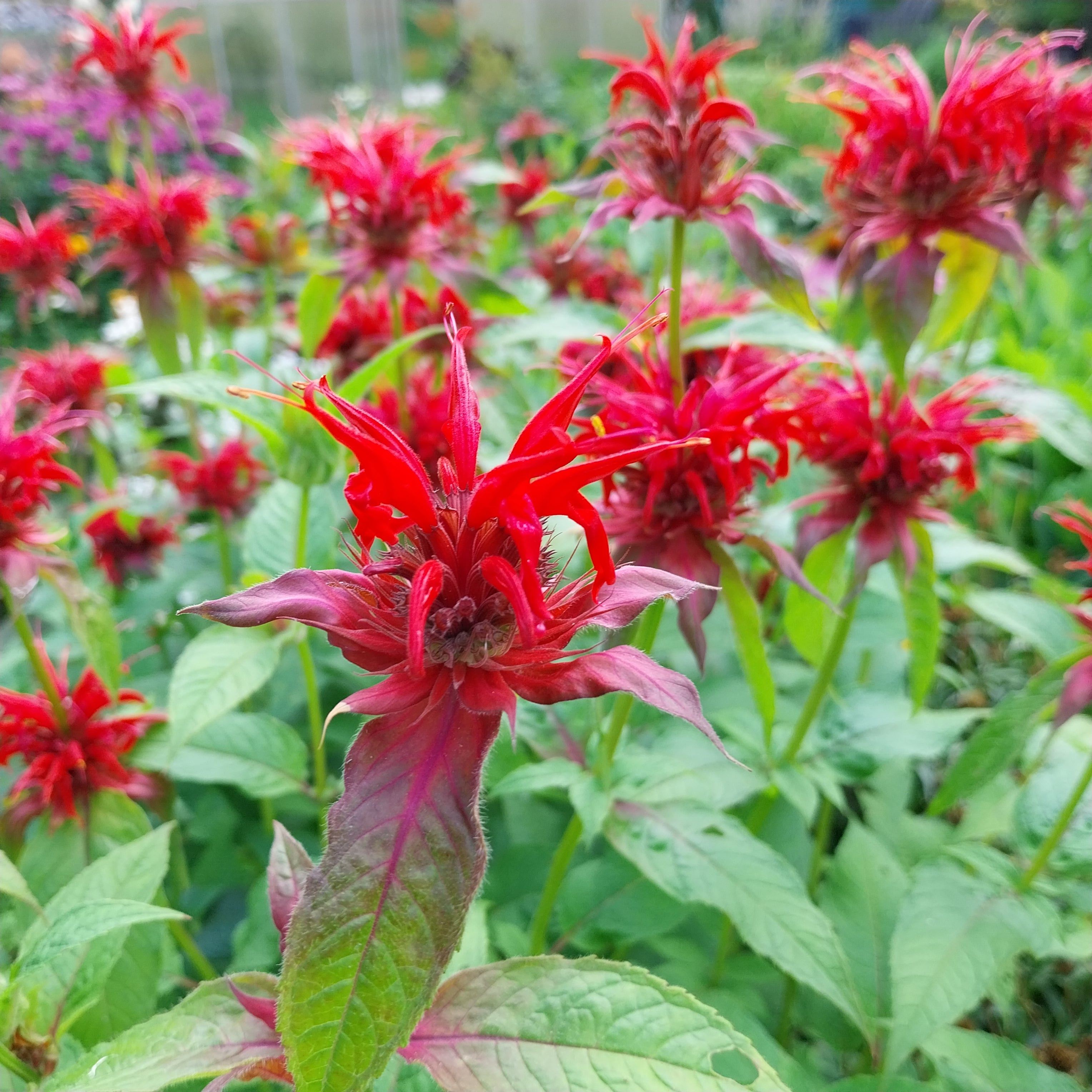 Monarda fistulosa 'Gardenview Scarlet' Indianernessel