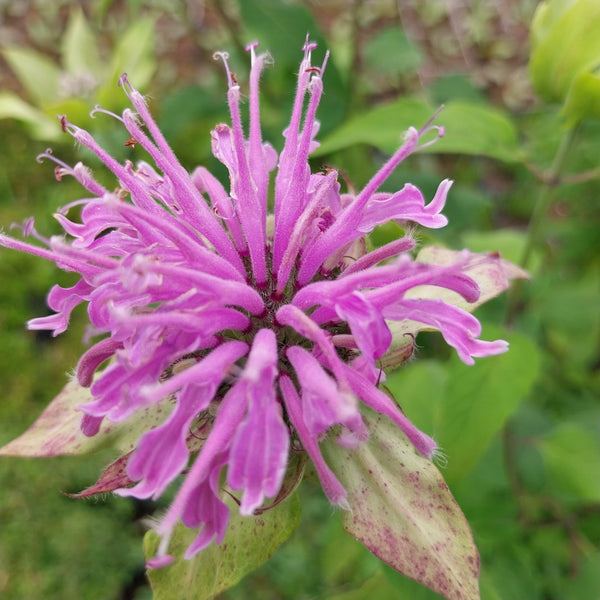 Monarda fistulosa Indianernessel