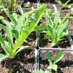 Papaver orientale Orientalischer Mohn