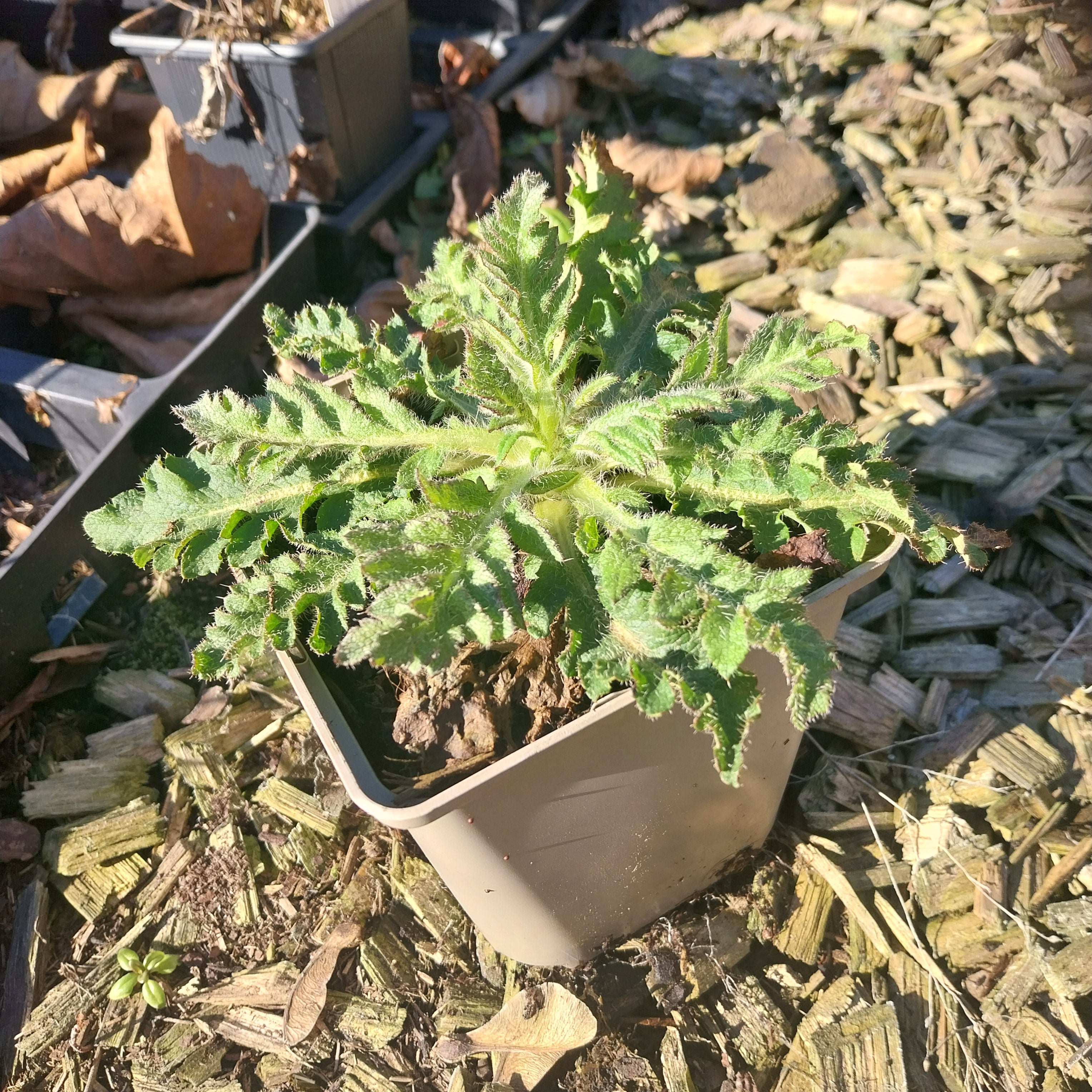 Papaver orientale ‘Royal Wedding’ Mohn im Topf
