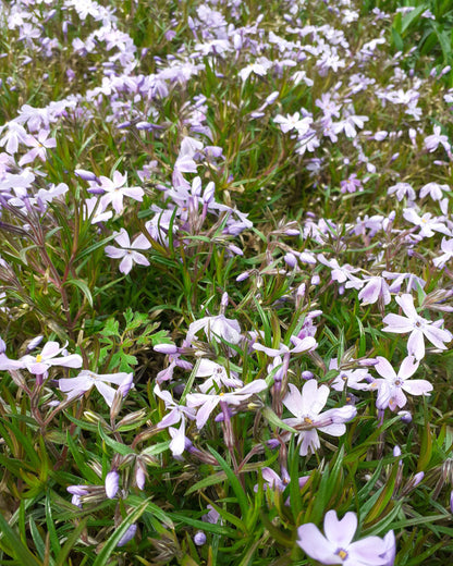 Phlox subulata 'Emerald Cushion Blue' Teppich-Flammenblume in Blüte