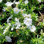 Phlox subulata 'Maischnee' Teppich-Flammenblume Blüte