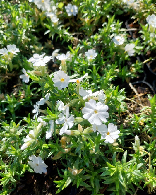 Phlox subulata 'Maischnee' Teppich-Flammenblume in Blüte