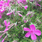 Phlox subulata ‘McDaniel’s Cushion’ Blüte