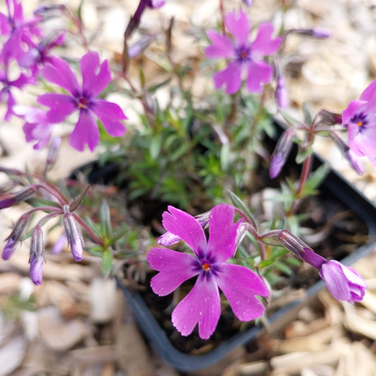 Phlox subulata 'Purple Beauty' Teppich-Flammenblume