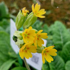 Primula veris subsp. veris Echte Schlüsselblume in Blüte