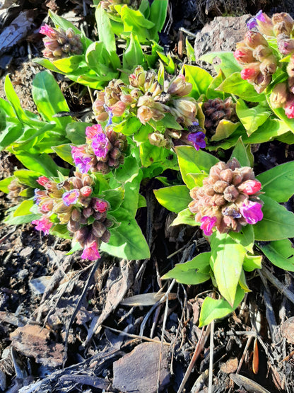 Pulmonaria officinalis Echtes Lungenkraut