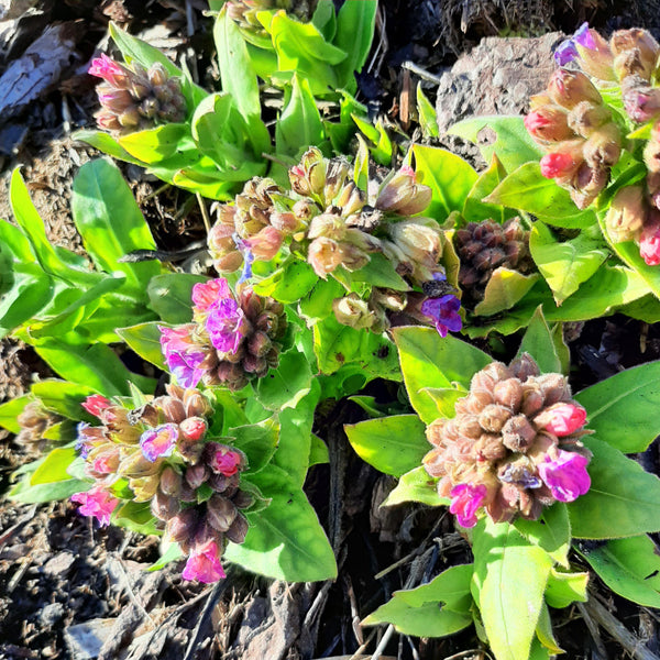Pulmonaria officinalis im beet