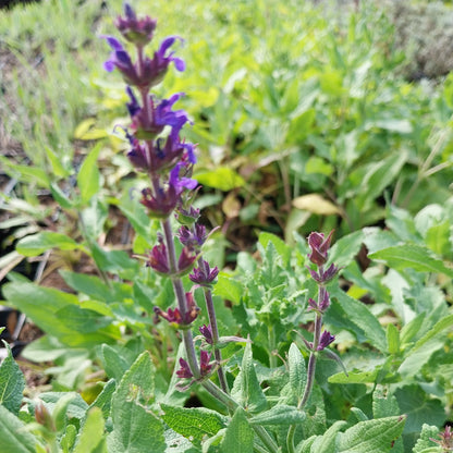 Salvia nemorosa 'Blaukönigin' Salbei