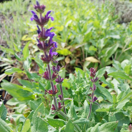 Salvia nemorosa 'Blaukönigin' Salbei