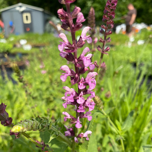 Salvia nemorosa 'Rosakönigin' Blüten-Salbei