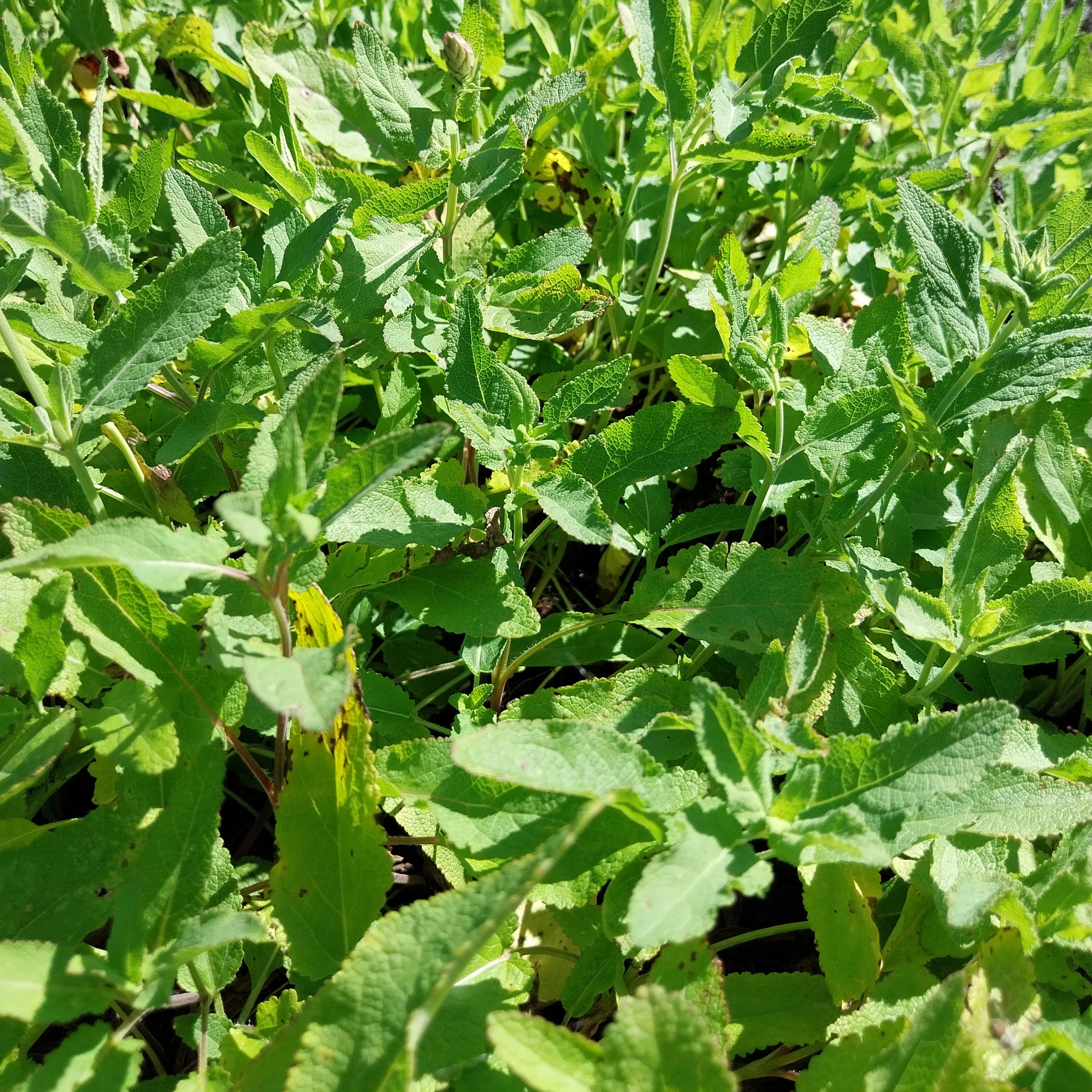Salvia nemorosa 'Violettkönigin' Steppensalbei