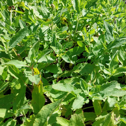 Salvia nemorosa 'Violettkönigin' Steppensalbei