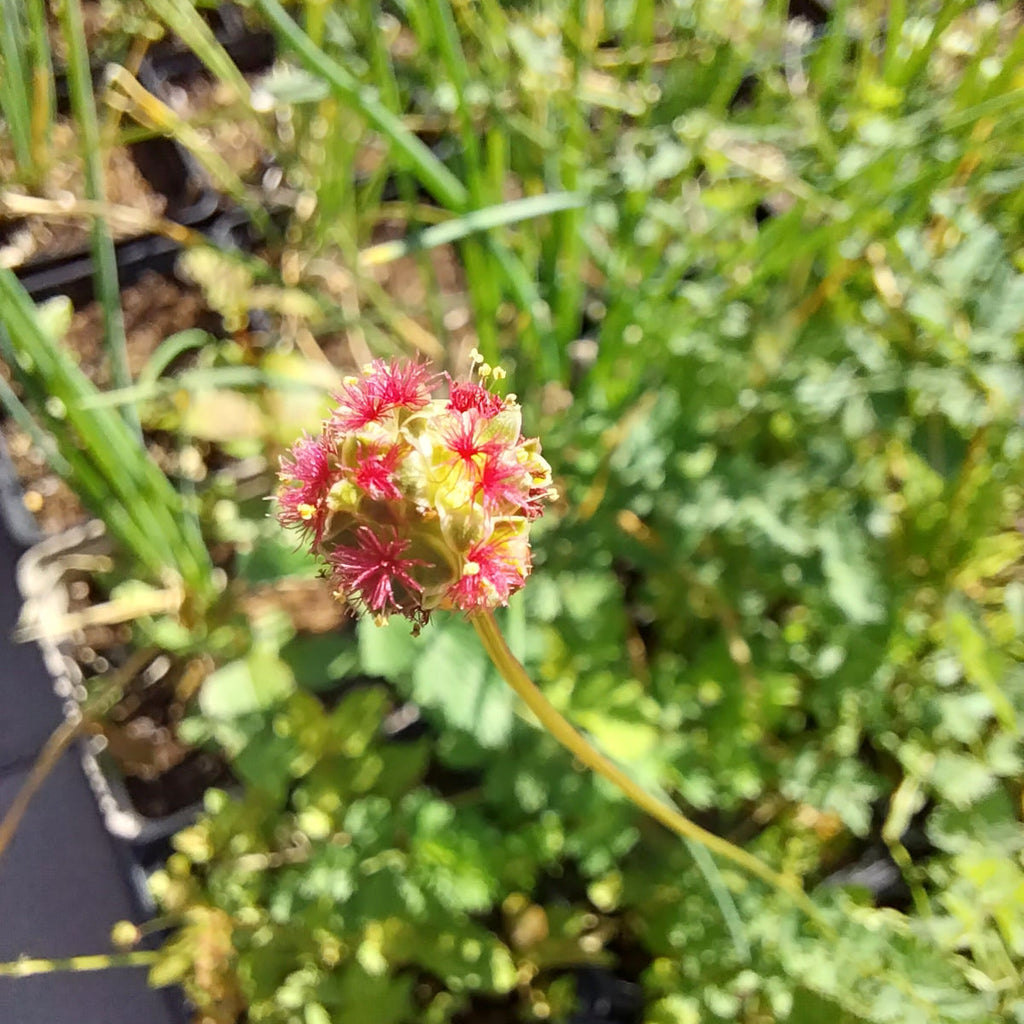 Sanguisorba minor – Kleiner Wiesenknopf Blüte