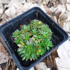 Saxifraga × arendsii 'Purpurteppich' im Topf