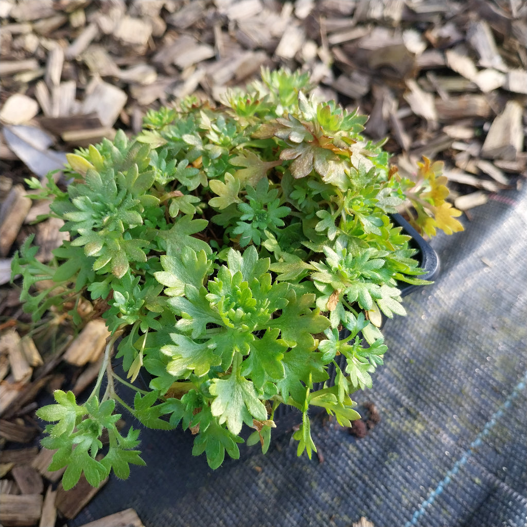 Saxifraga × arendsii 'Schneeteppich' im Topf