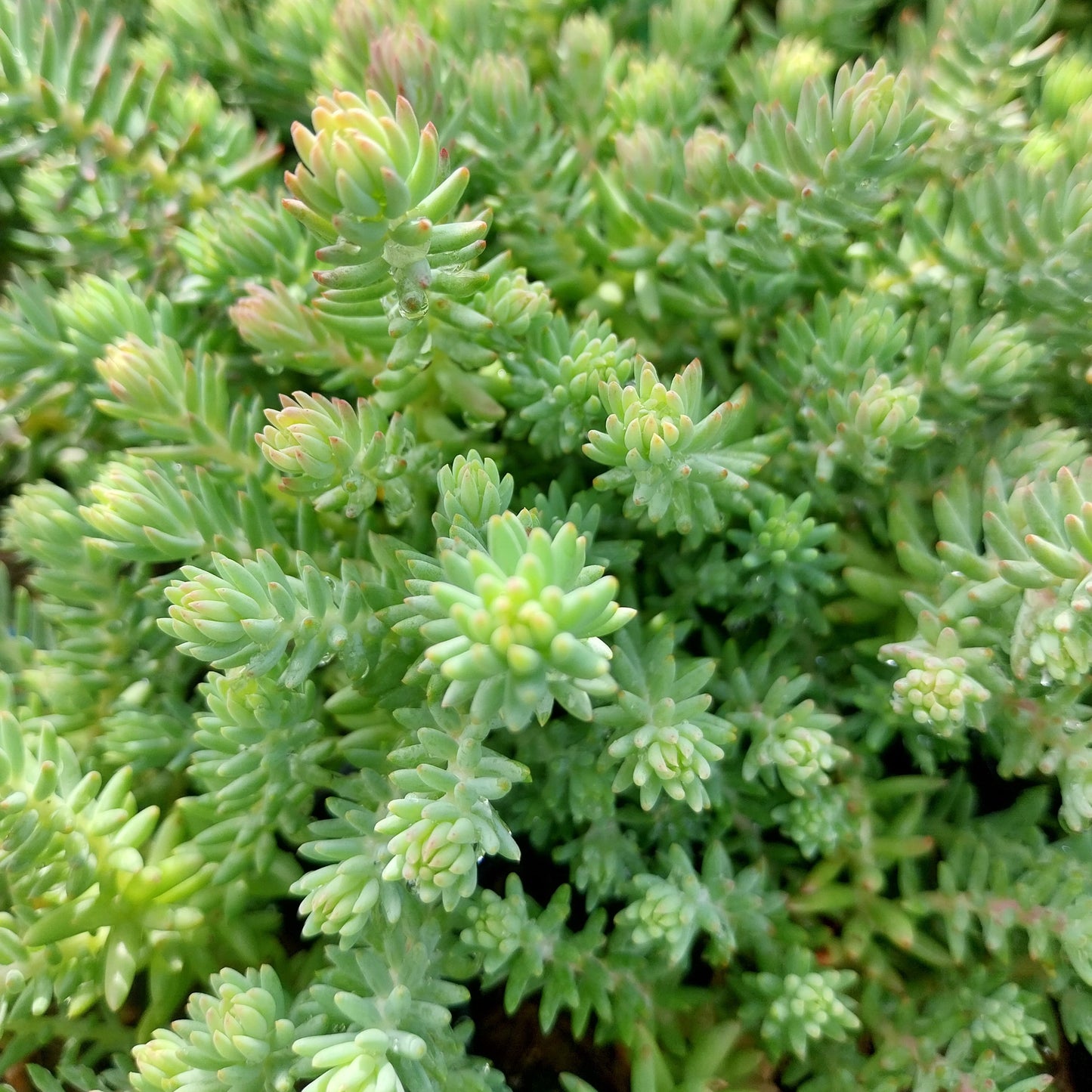 Sedum reflexum 'Elegans' Nickendes Fettblatt