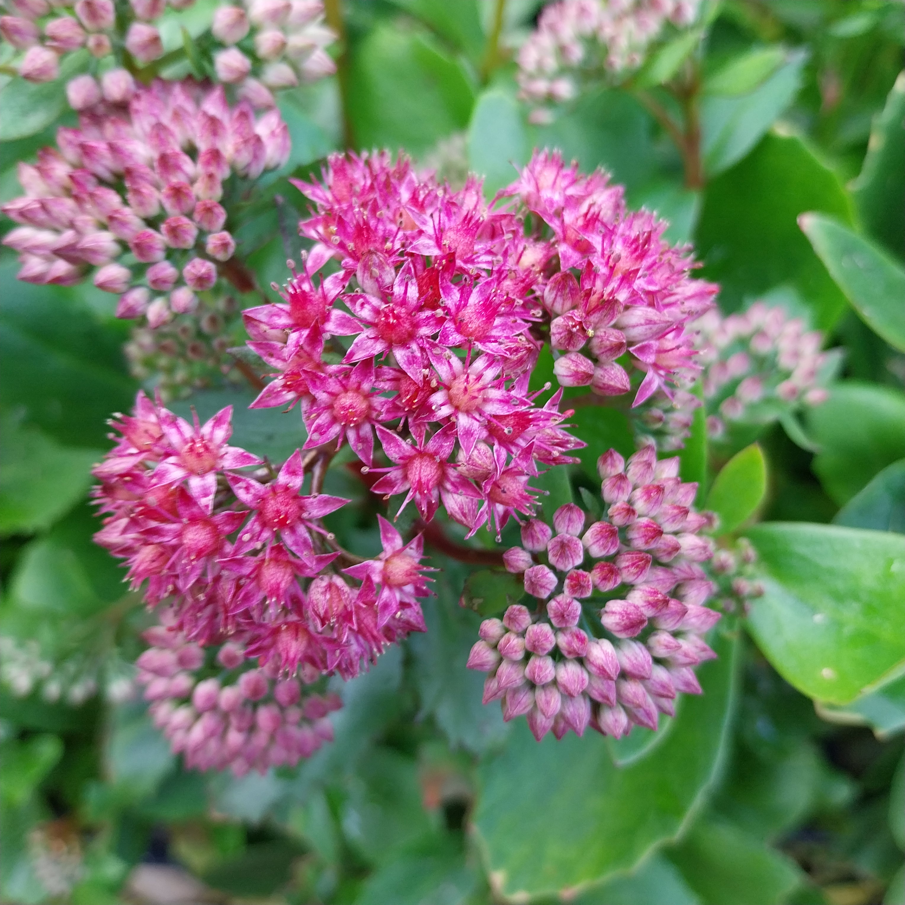 Sedum telephium 'Emperor's Waves' Fettblatt, Fetthenne