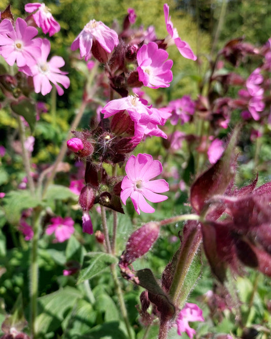 Silene dioica Rotblühende Lichtnelke in Blüte