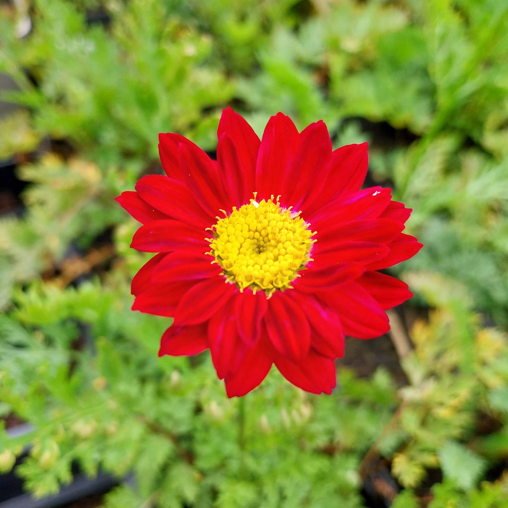 Tanacetum coccineum ‘Robinsons Rot’
