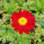 Tanacetum coccineum ‘Robinsons Rot’