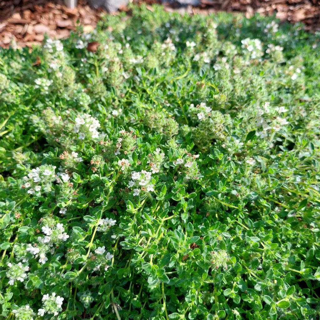 Thymus praecox ‘Wirral White’ im Beet