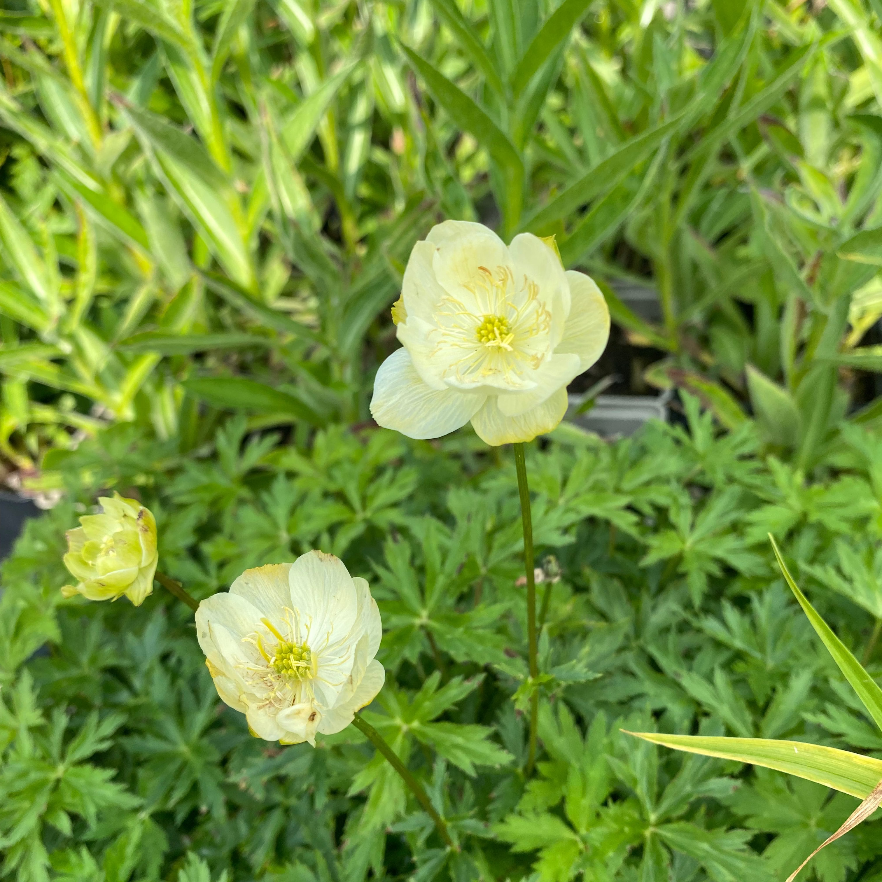 Trollius × cultorum ‘Taleggio’ in Blüte