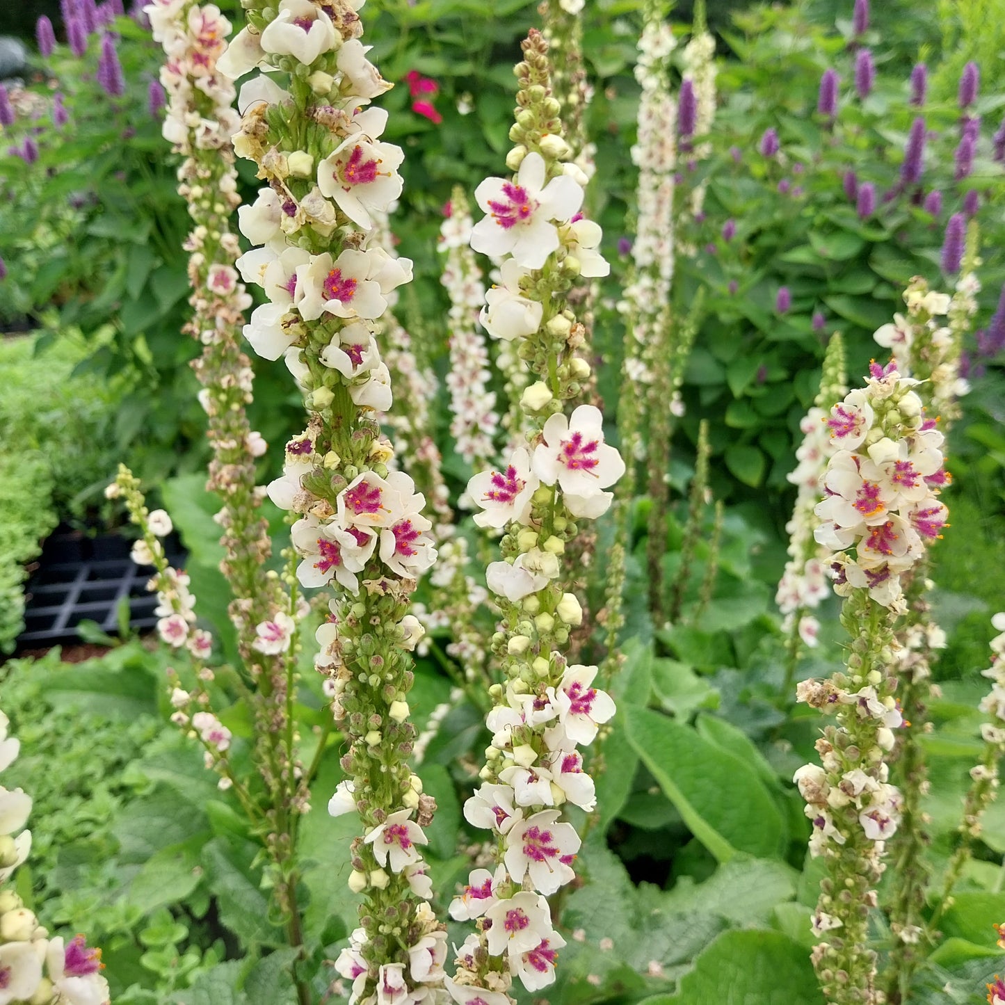 Verbascum nigrum 'Album' Weißblühende Königskerze