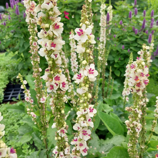Verbascum nigrum 'Album' Weißblühende Königskerze