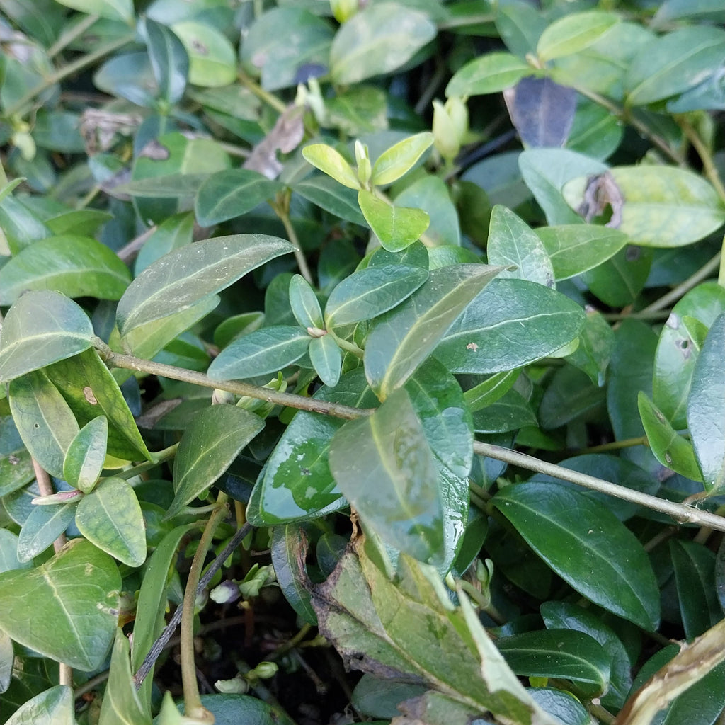 Vinca minor Kleinblättriges Immergrün 