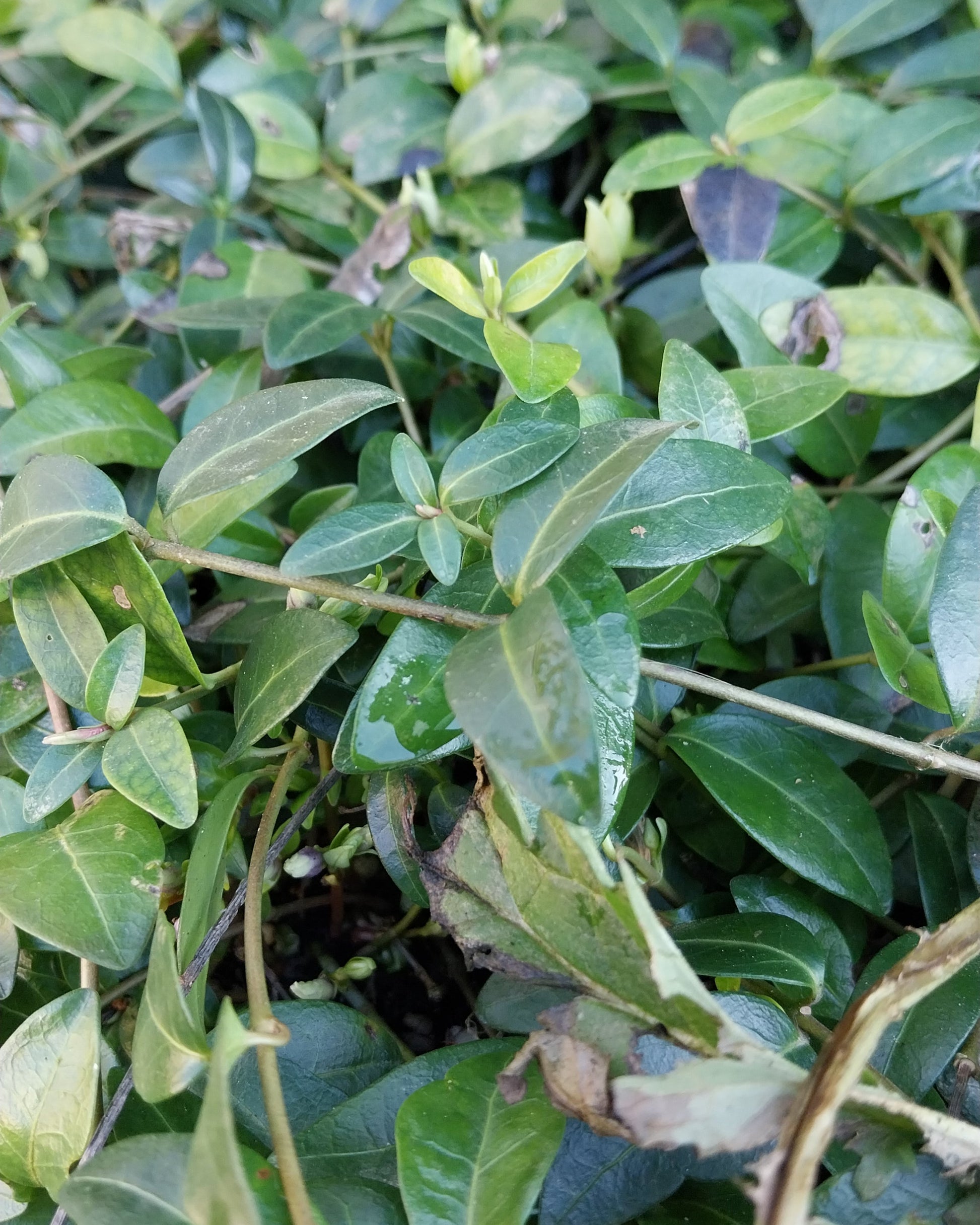 Vinca minor Kleinblättriges Immergrün 