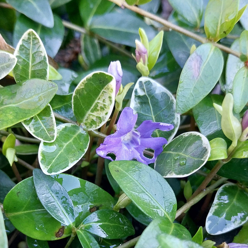 Vinca minor 'Ralph Shugert' Kleinblättriges Immergrün mit Blüte