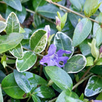 Vinca minor 'Ralph Shugert' Kleinblättriges Immergrün mit Blüte