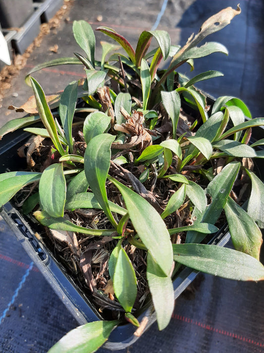 Aster novi-belgii 'Blütenmeer' Glattblatt-Aster