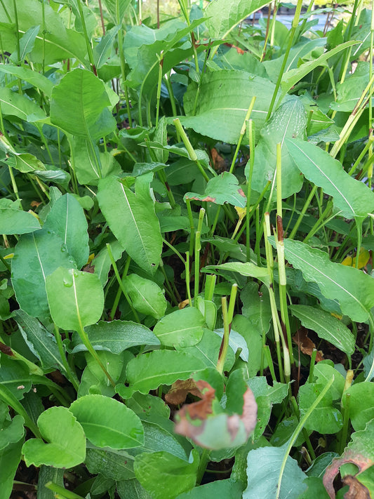 Bistorta officinalis 'Superba' Scheckenknöterich