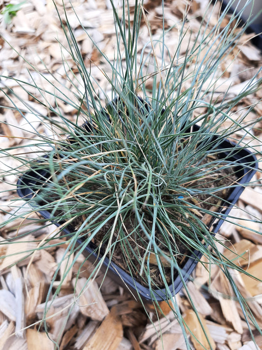 Festuca glauca  Blau-Schwingel