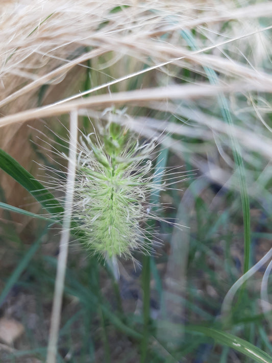 Pennisetum alopecuroides 'Hameln'  Federborstengras