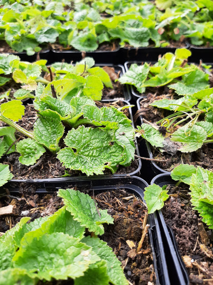 Campanula punctata 'Moorgeist' Gepunktete Glockenblume