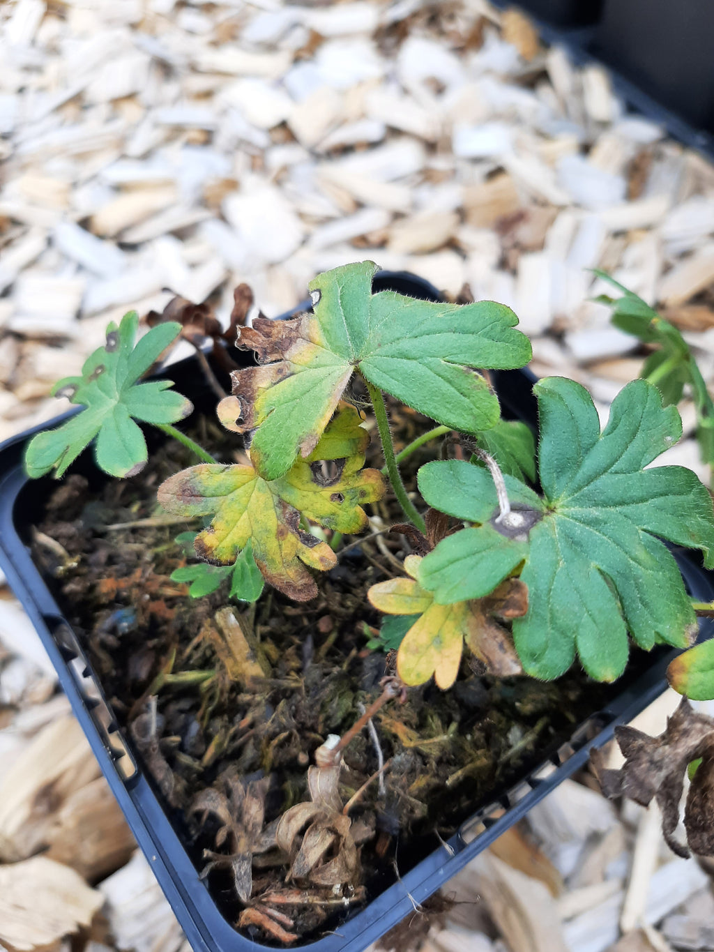 Geranium sanguineum 'Album' Schnee-Storchschnabel