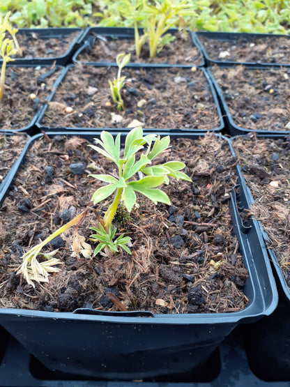 Dicentra spectabilis 'Alba' Hohe Herzblume, Tränendes Herz